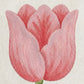 Tulipa
