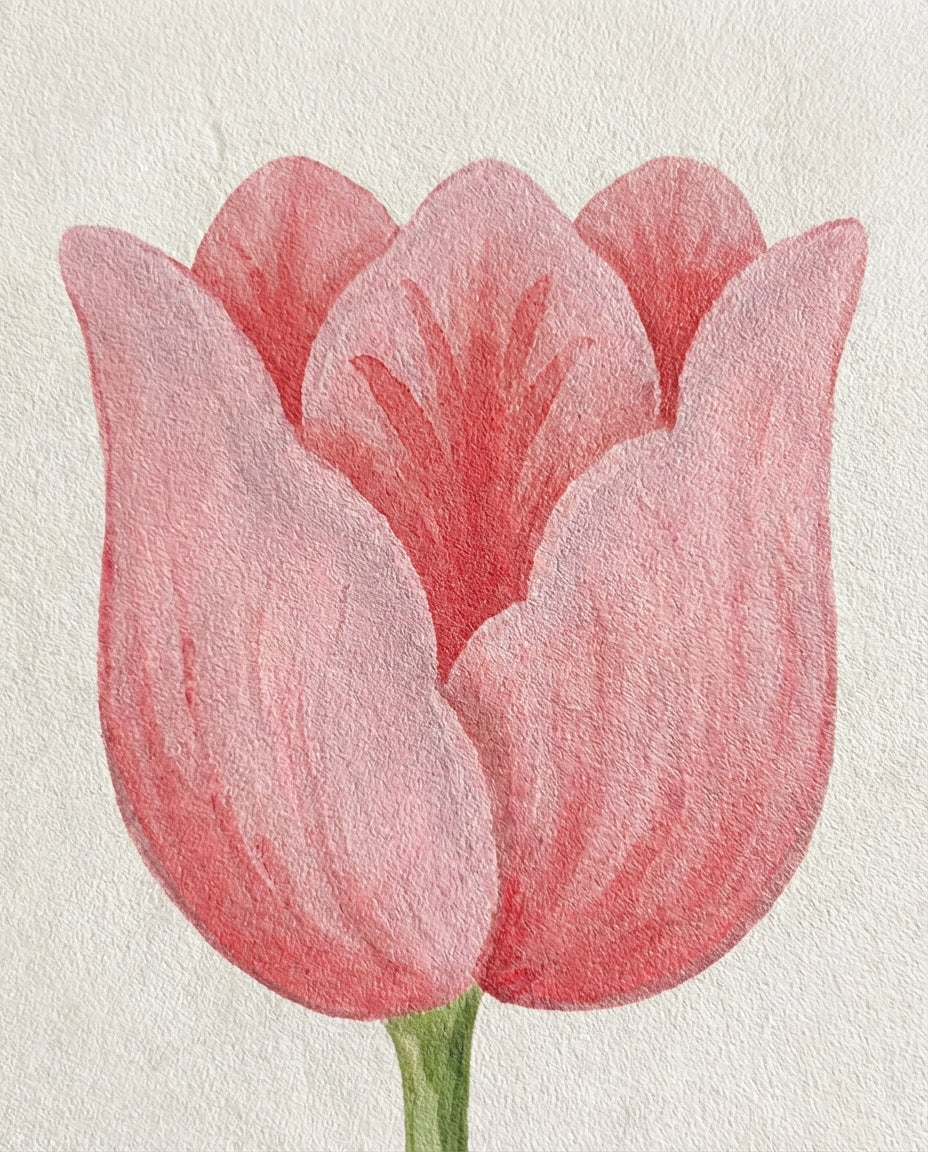 Tulipa